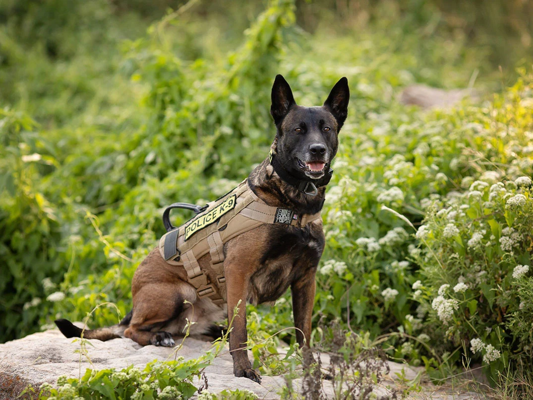 Polisler Hangi Köpekleri Kullanıyor? Görevlerde Öne Çıkan Irklar