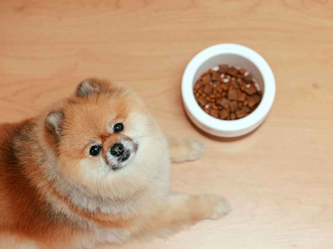 Pomeranian Köpekler İçin En Uygun Mama Seçimi Nasıl Yapılmalıdır?