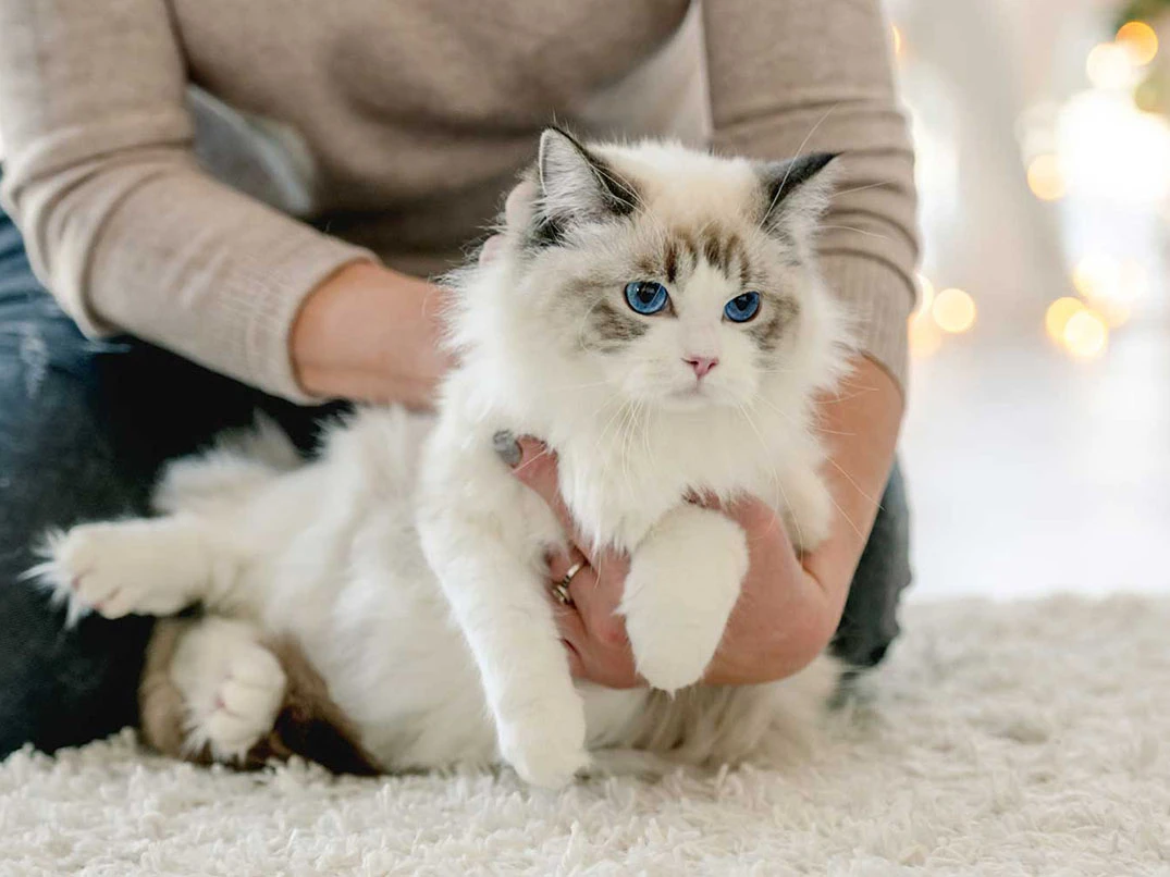 Cins Kedi Türleri Nelerdir? Özellikleri ve Bakım Önerileri