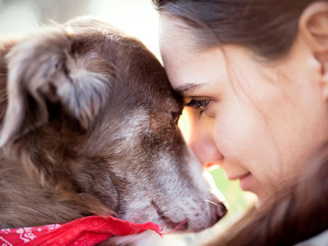 Yaşlı Köpeklerde Bakım İpuçları ve Sağlıklı Yaşam Öneriler