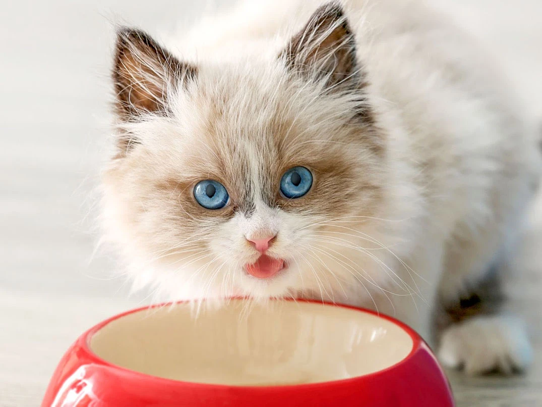 Yavru Kedi Beslenme Rehberi: Doğru Beslenme Nasıl Olmalı?