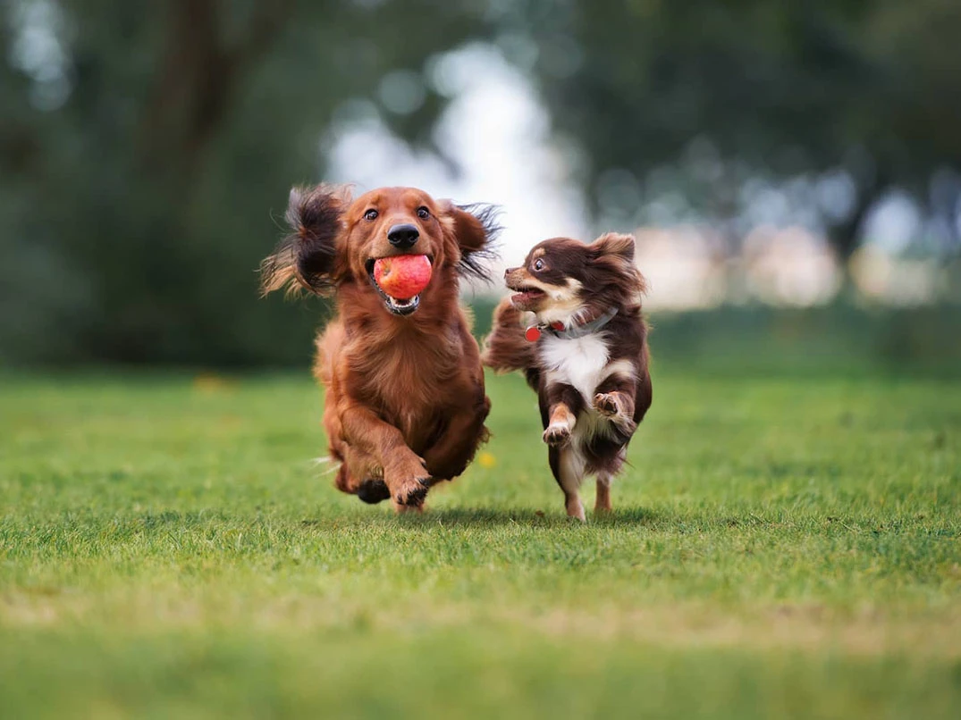 Köpeklerde Sosyalleşme Nedir ve Neden Önemlidir?