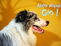 Yeni nesil aktör köpeğimiz Gio