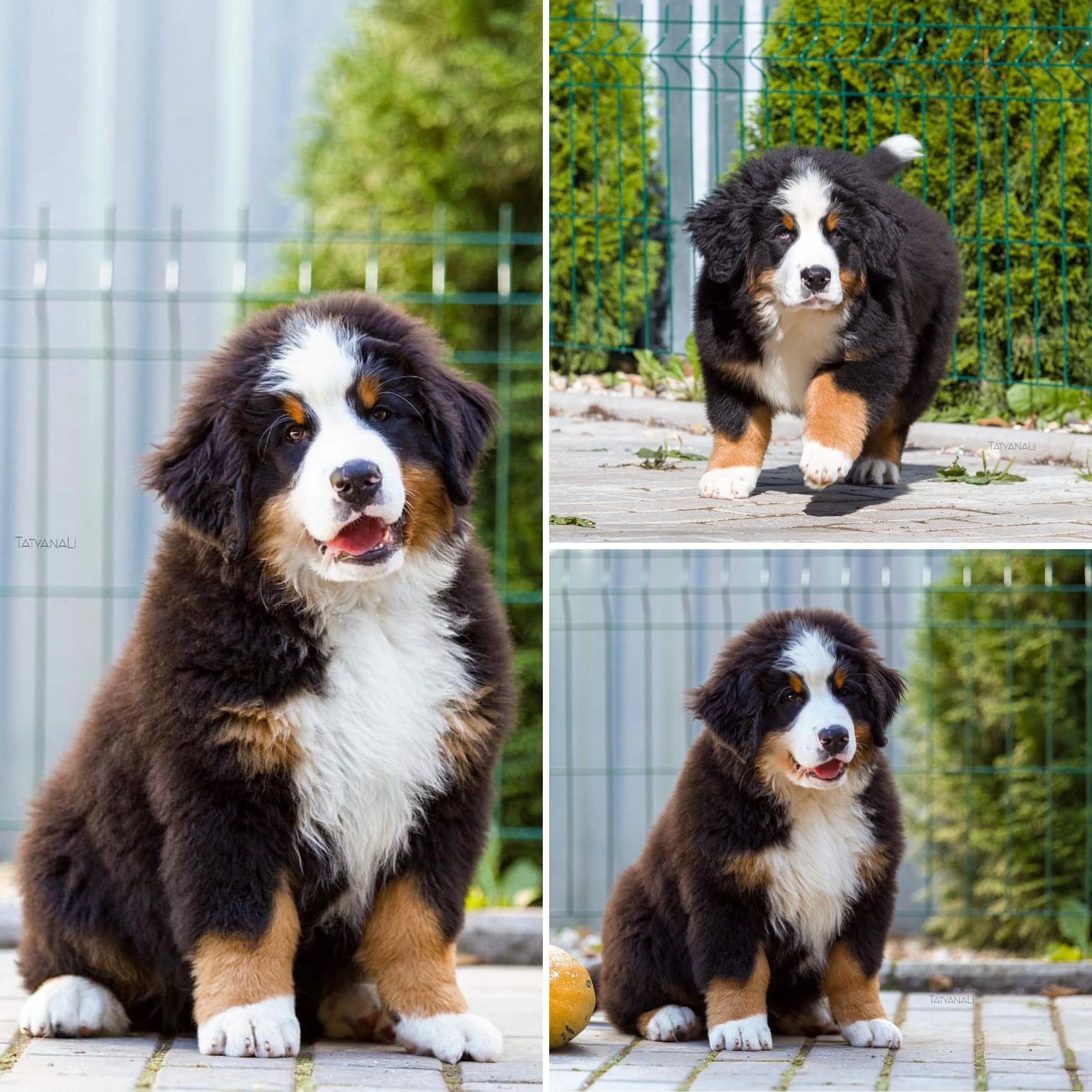 Bernese Montain Dog yavruları Elit Yavru Çiftliğimizde...