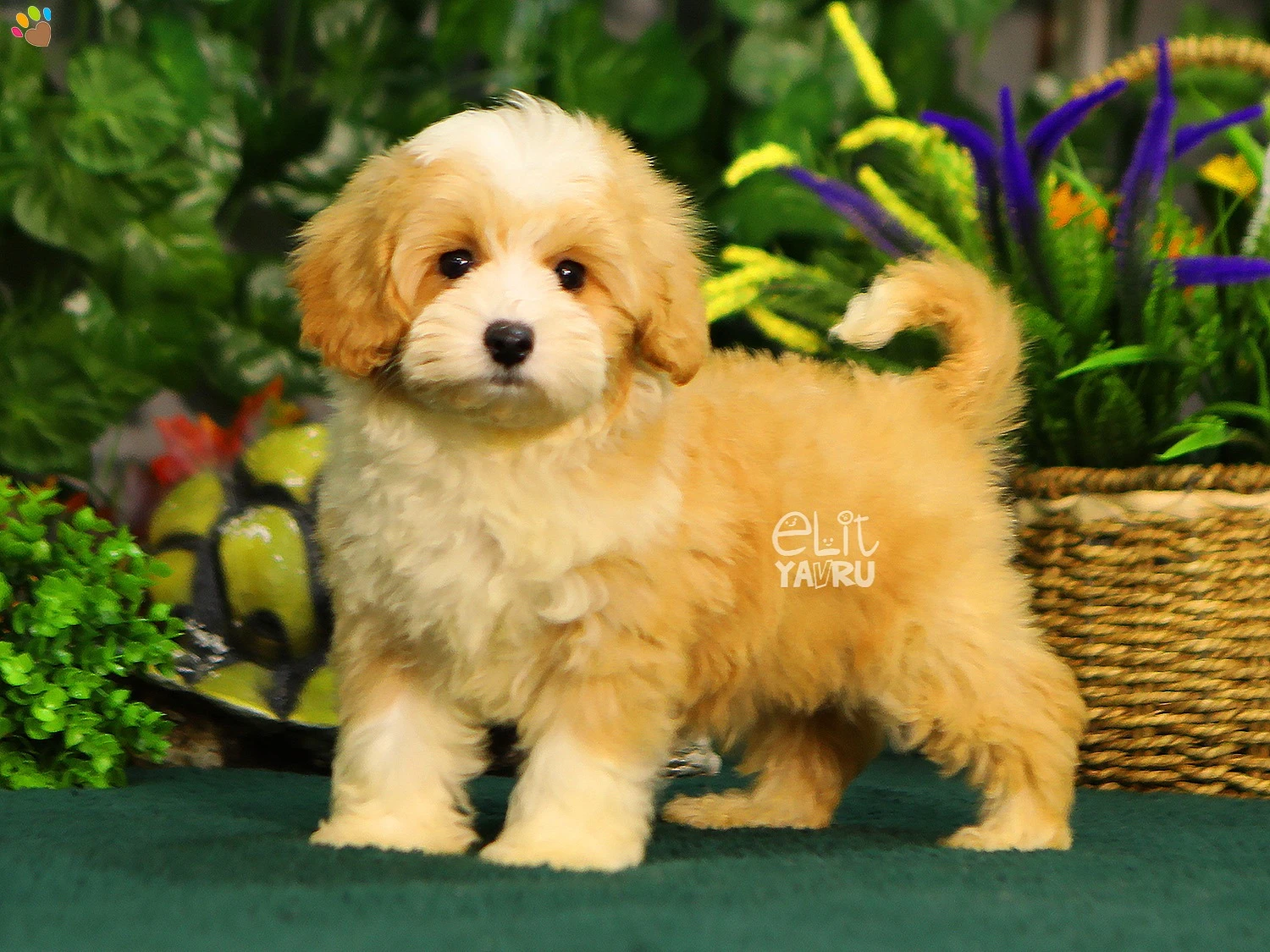 Bi color renk yapısına sahip Maltipoo yavrularımız