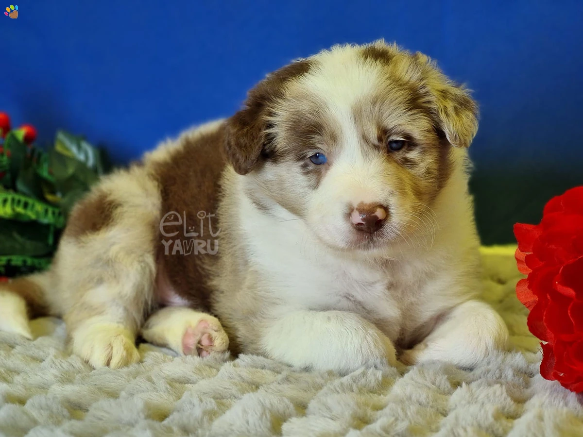 Türkiye'de ilk olan Red Merle Border Collie yavrularımız büyümeye devam ediyor