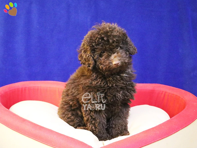 Chocolate Poodle cinsi Elit Yavrularımız çiftliğimizde