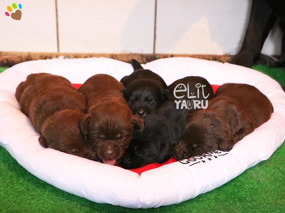 Chocolate ve Black Labrador yavrularımız dünyaya geldi