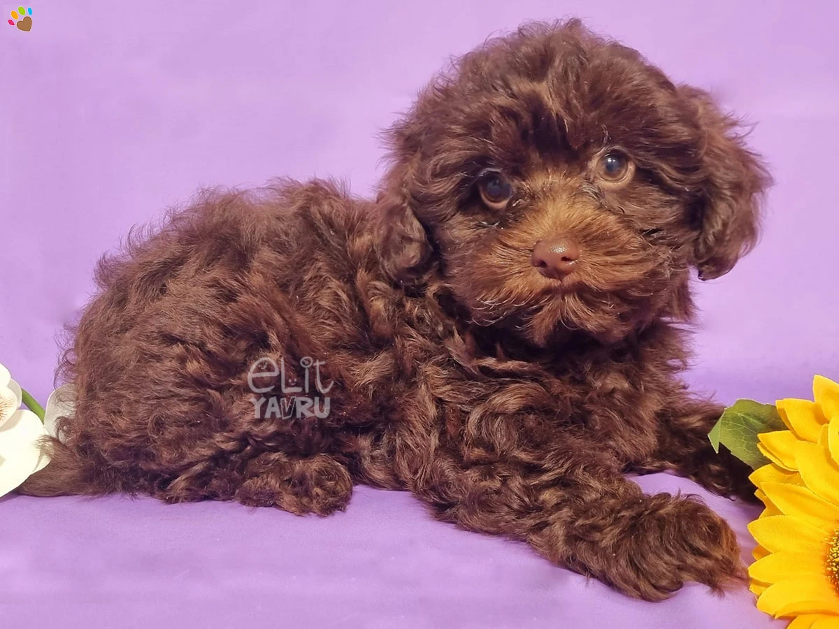 Maltipoo cinsinin en özel renk yapısına sahip olan Moxie