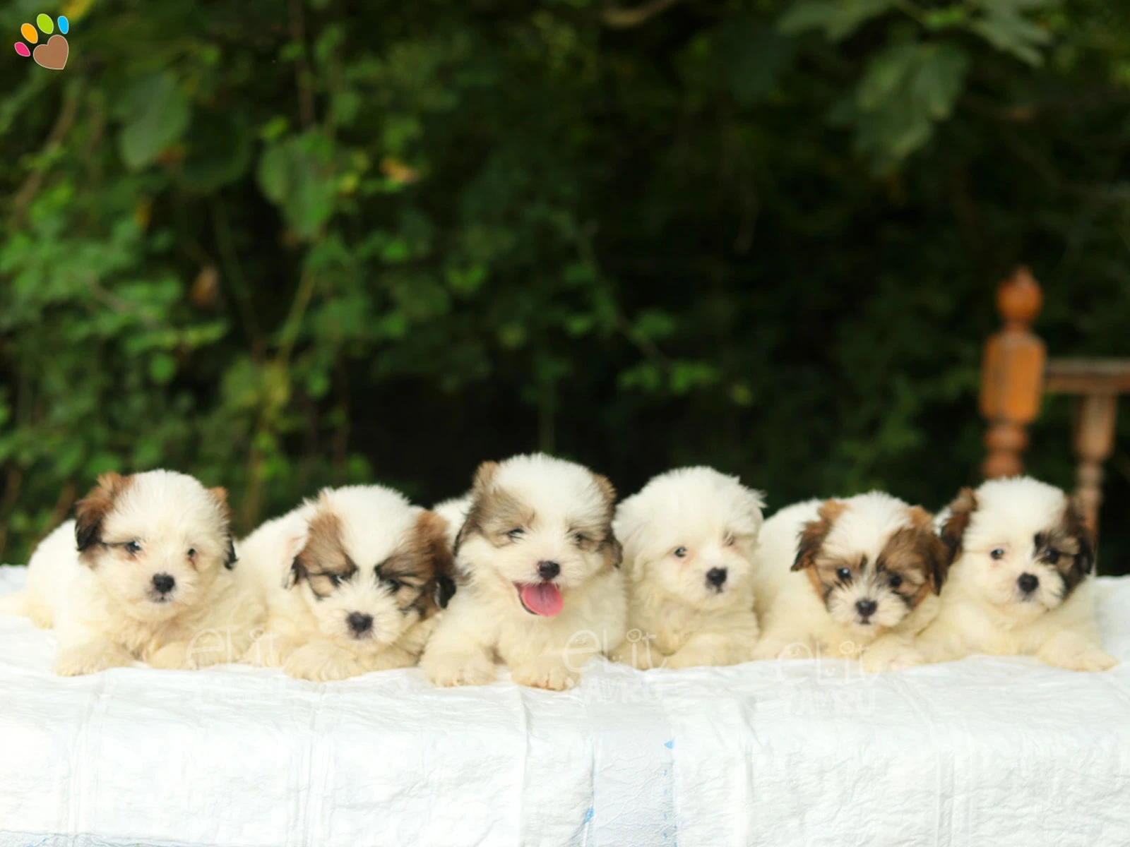 Coton De Tulear yavrularımız 2 aylık oldular