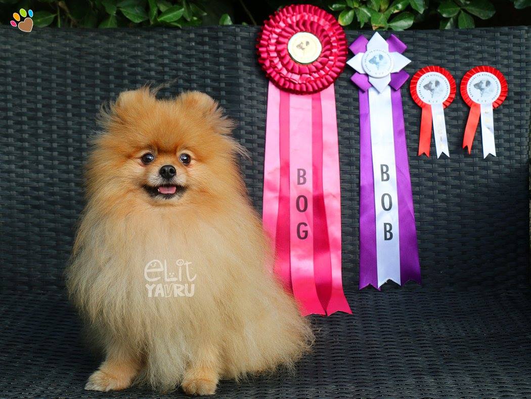 Dünyaca ünlü Pomeranian Dzeko Türkiye Şampiyonu