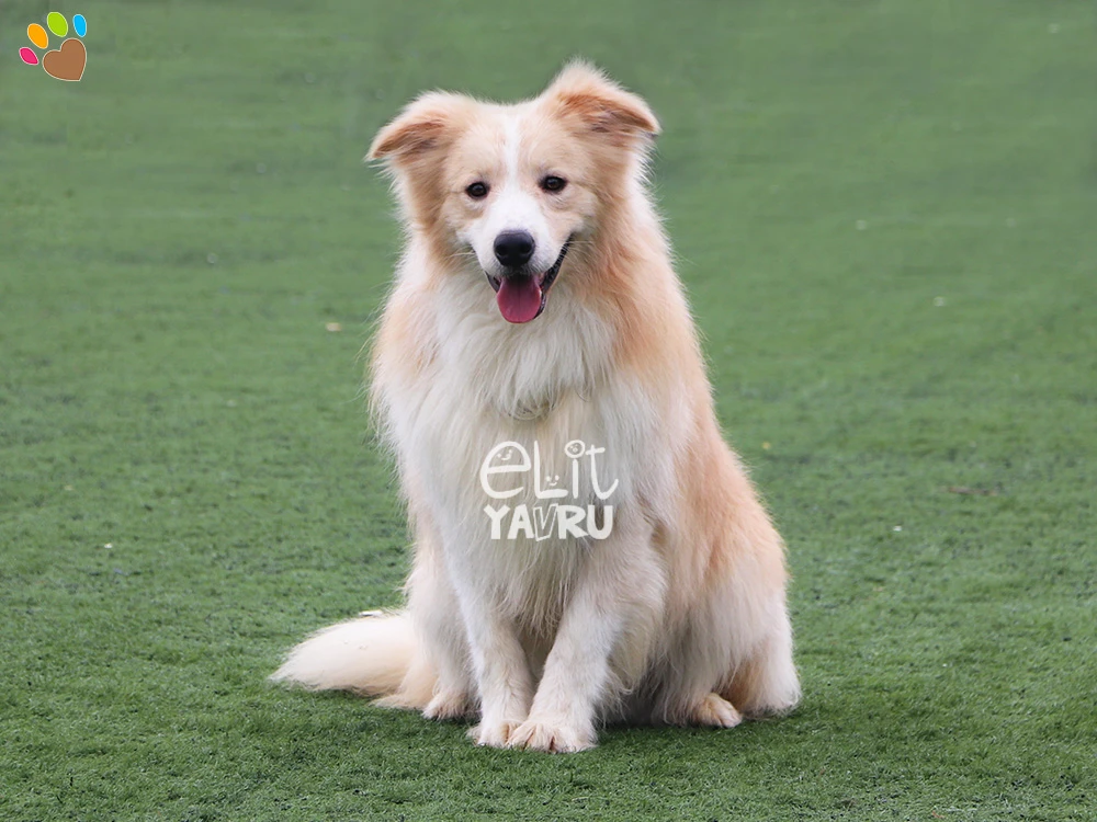 Dünyanın en zeki köpeği Border Collie