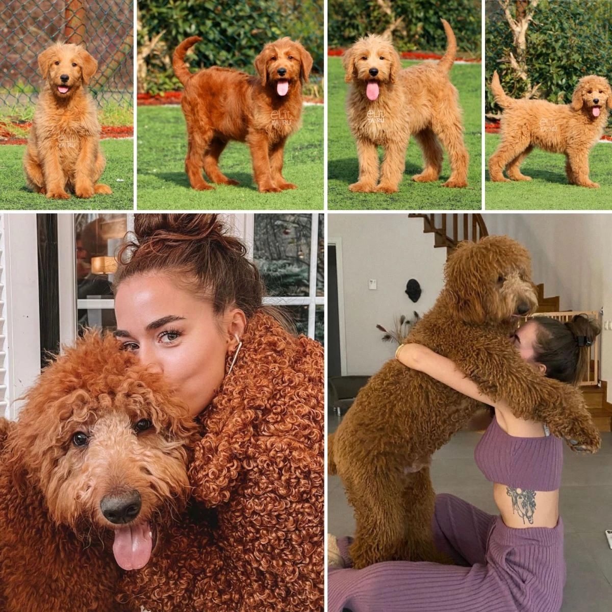 Fenomen Labradoodle dostumuz Bruno'nun kardeşleri 4 aylık oldular