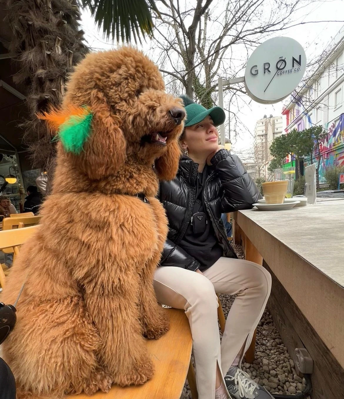 Fenomen Labradoodle dostumuz Pablo'nun kardeşleri dünyaya geliyor