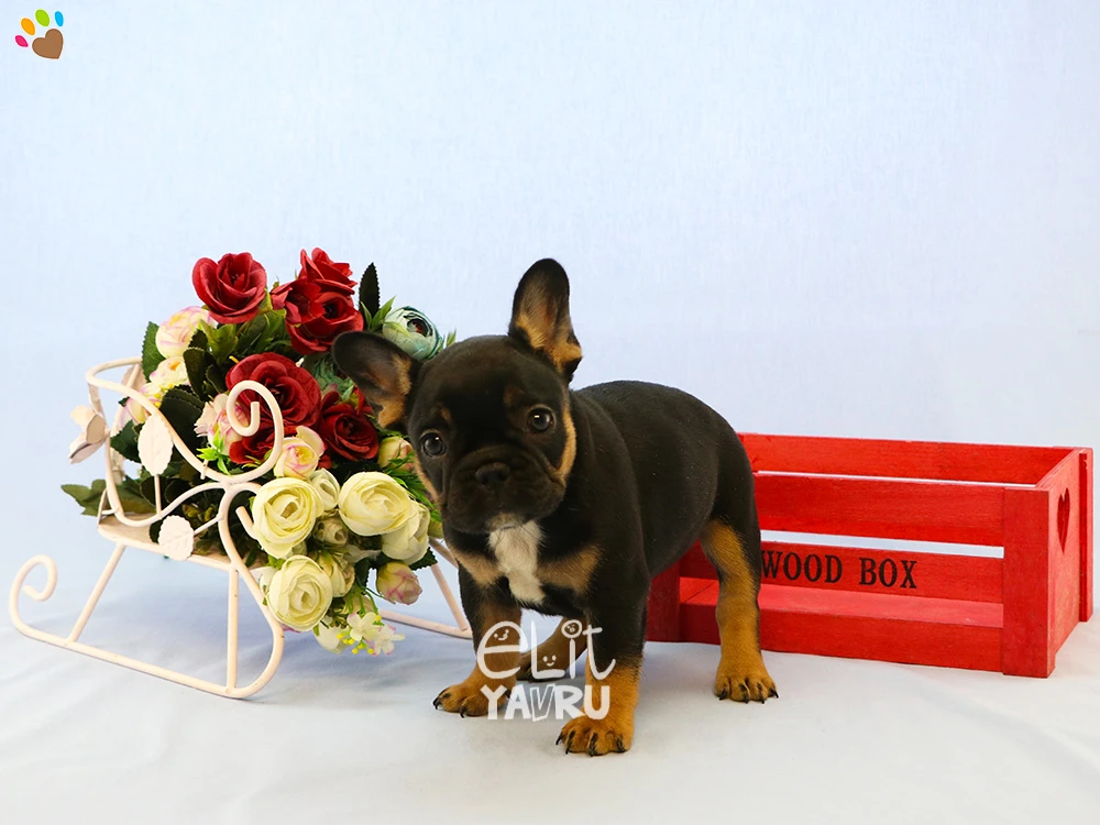 French Bulldog cinsi elit yavrularımız çiftliğimizde