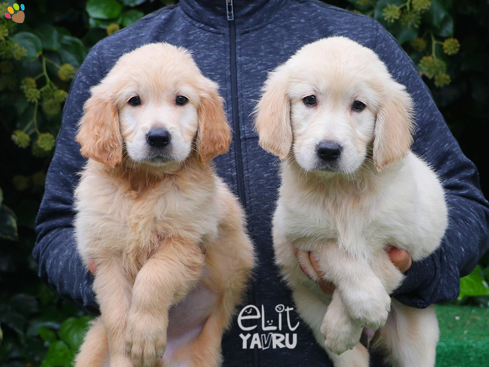 Golden Retriever Köfte'nin güzel yavruları :)