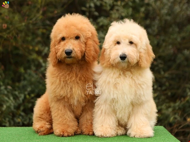 Labradoodle yavrularımızın güzelliği bir başka