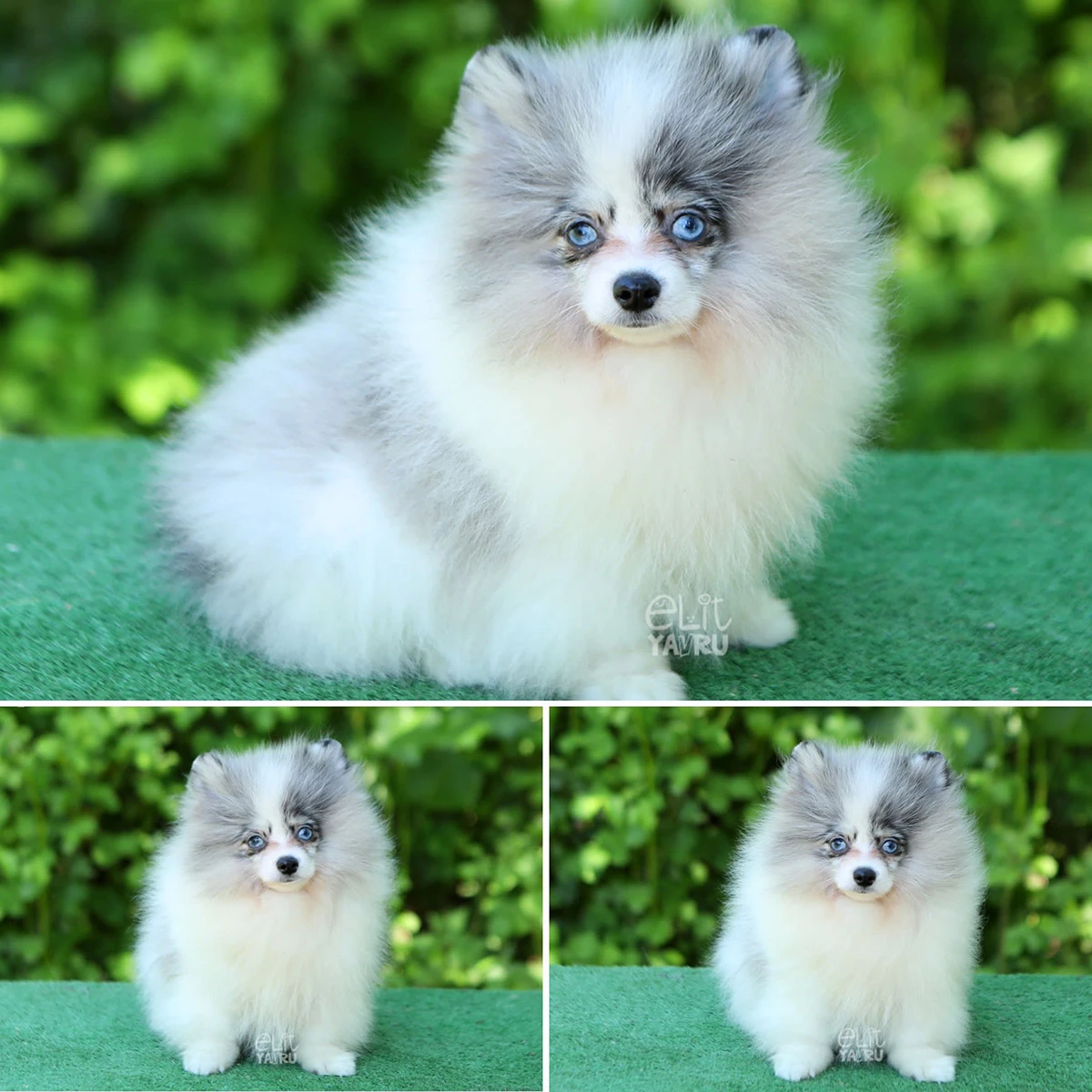 Merle Pomeranian oğlumuz Simon