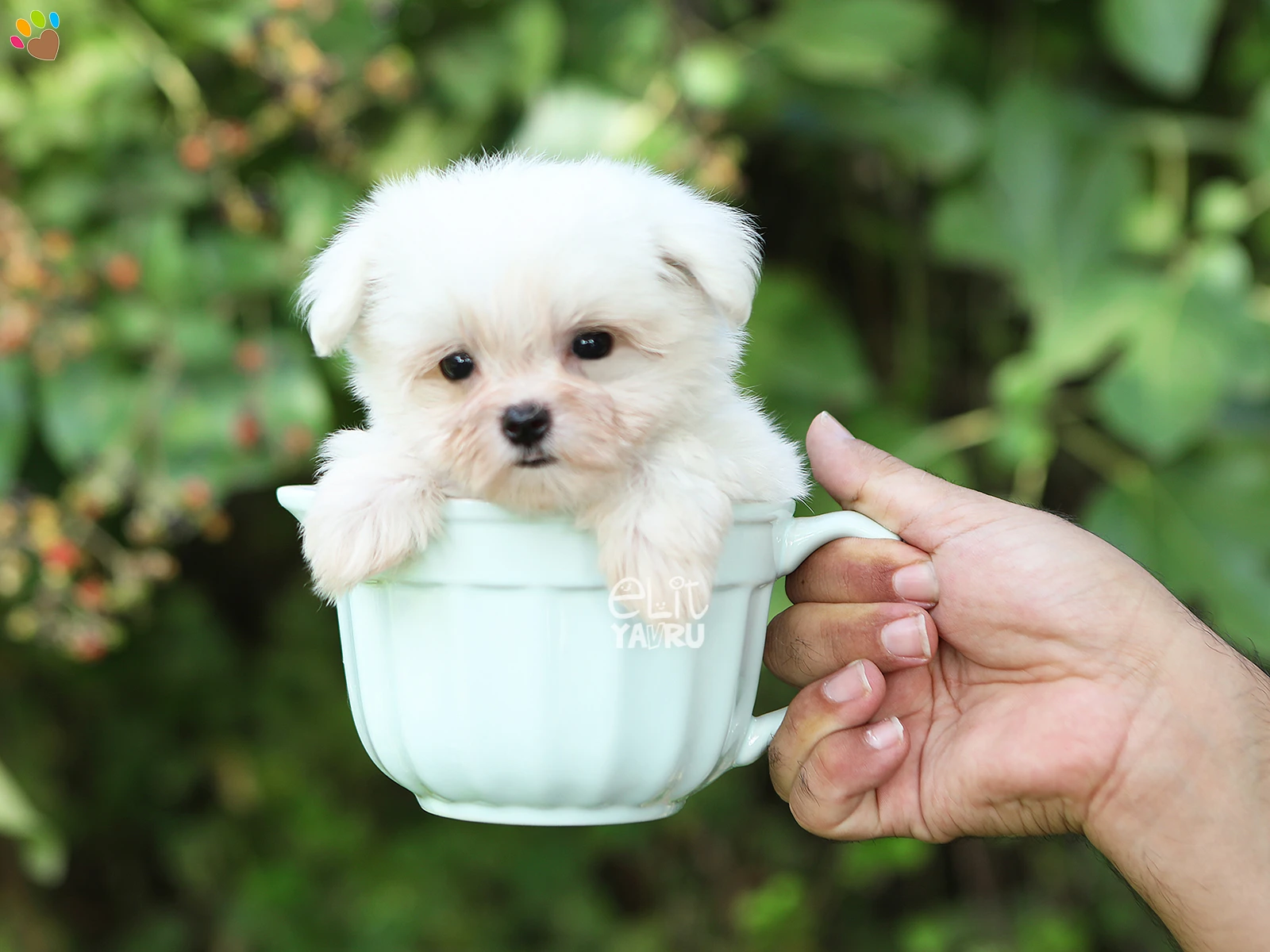 Micro teacup Morkie kızımız Layla 500 Gr ağırlığında