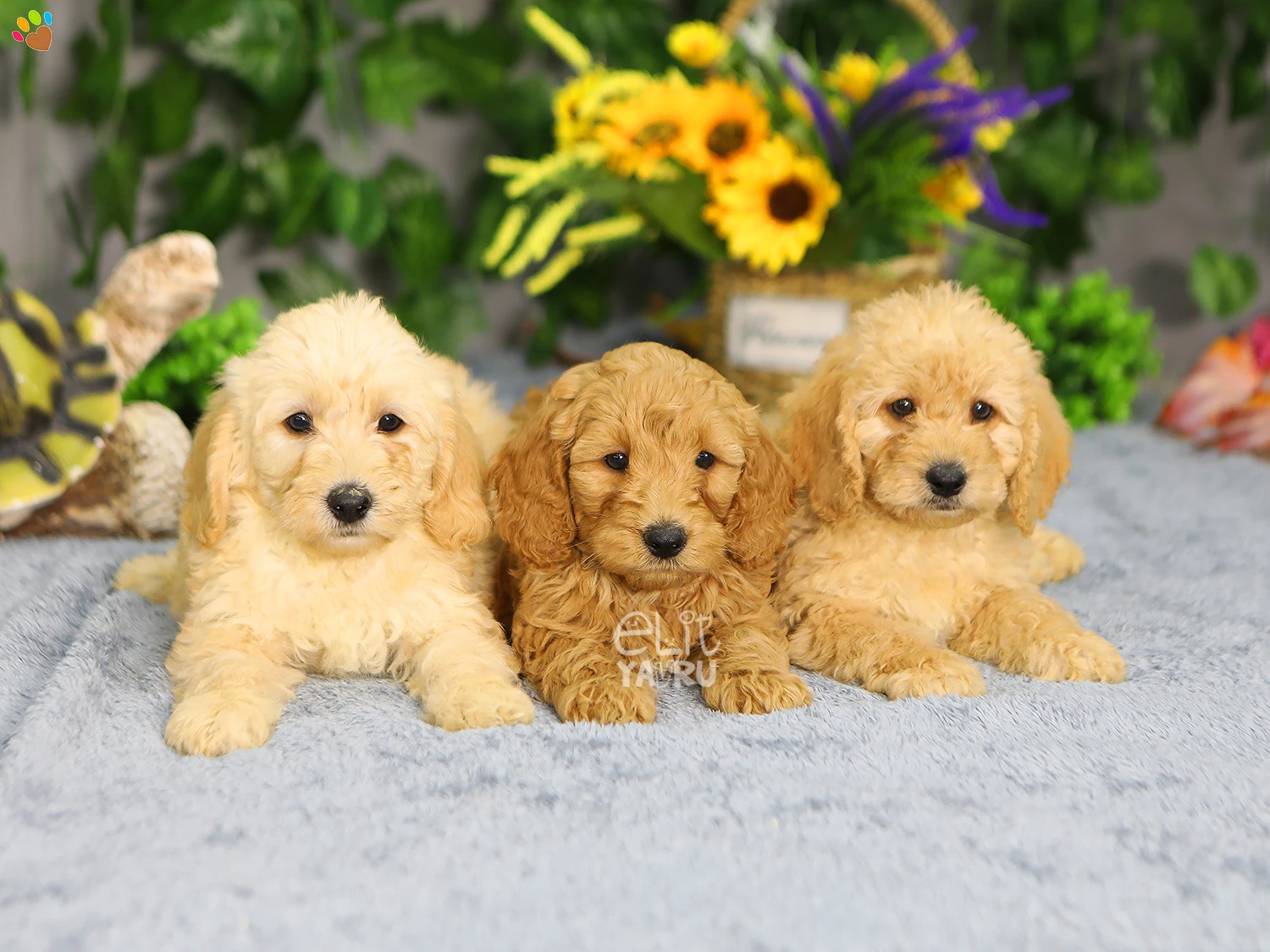 Minyatür Labradoodle yavrularımız büyümeye devam ediyor