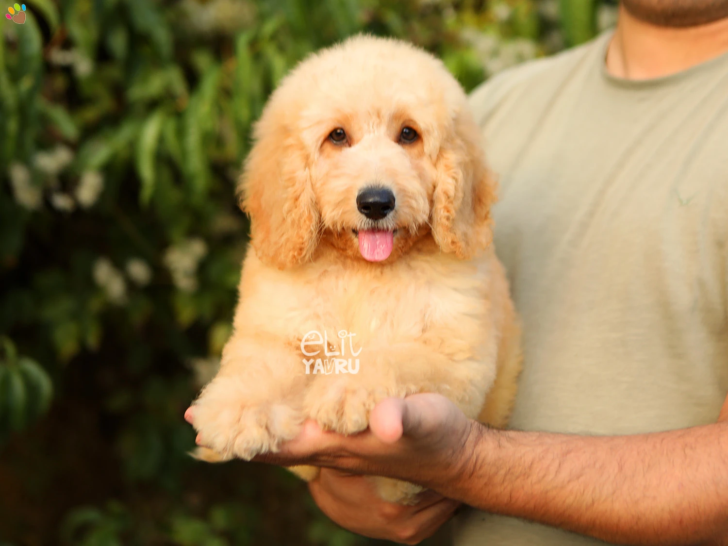 Minyatür Labradoodle yavrularımız güzellikleri ile adından söz ettiriyorlar