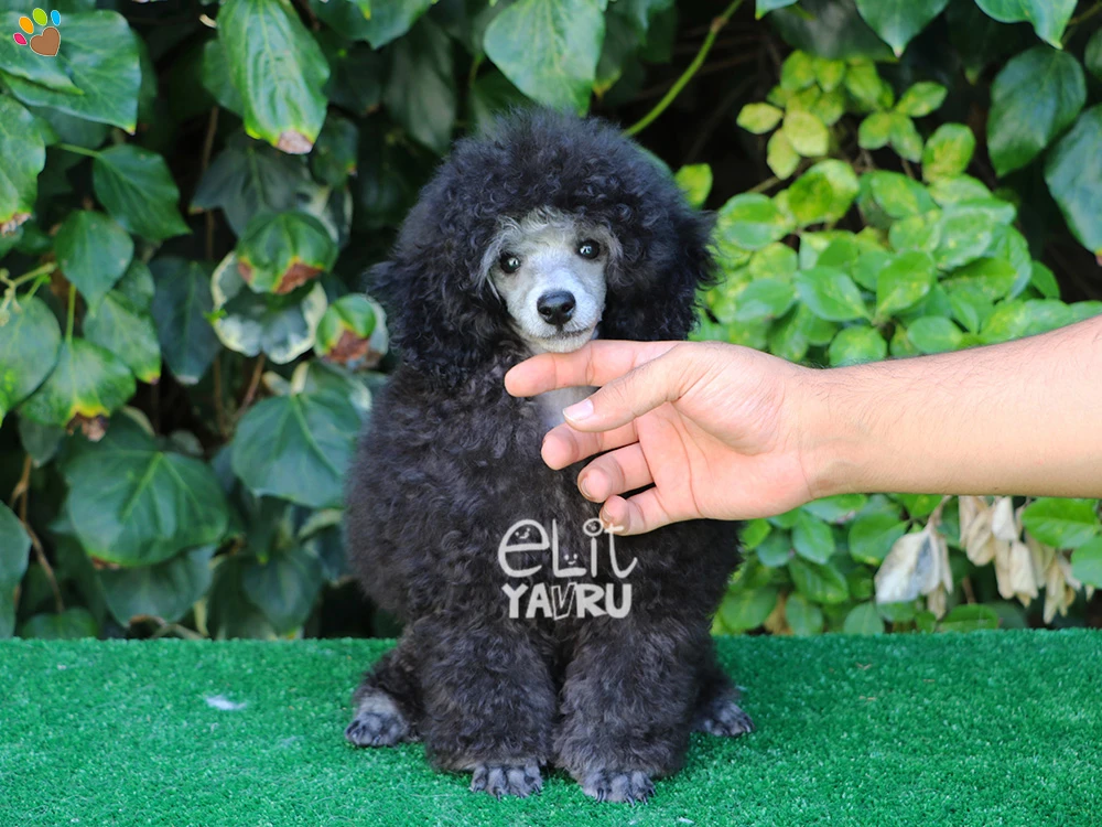 Nadir bulunan Silver Poodle yavrularımız çiftliğimizde