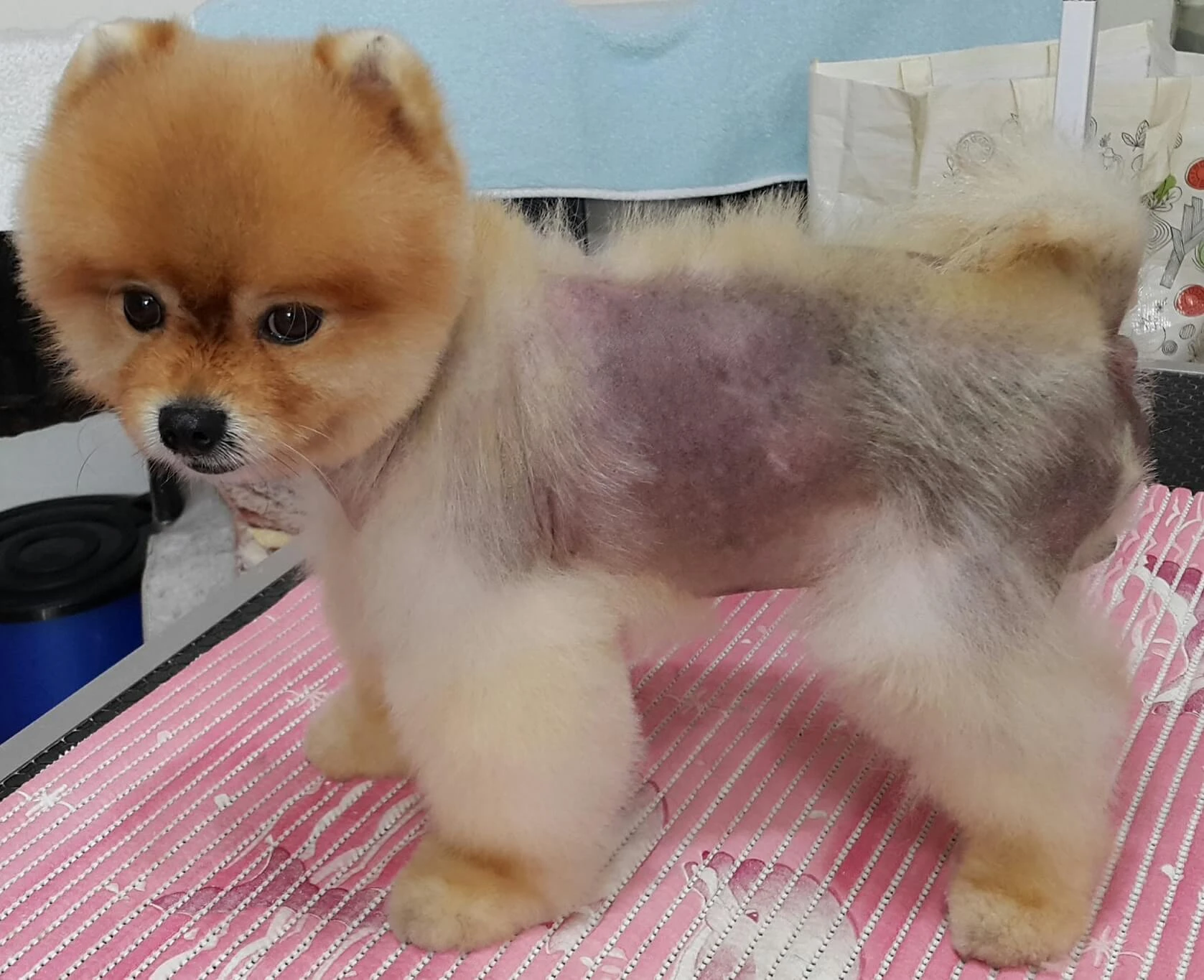 Pomeranian Alopesi & BSD Hastalığı | Siyah Cilt Rahatsızlığına Etkili Ürünler