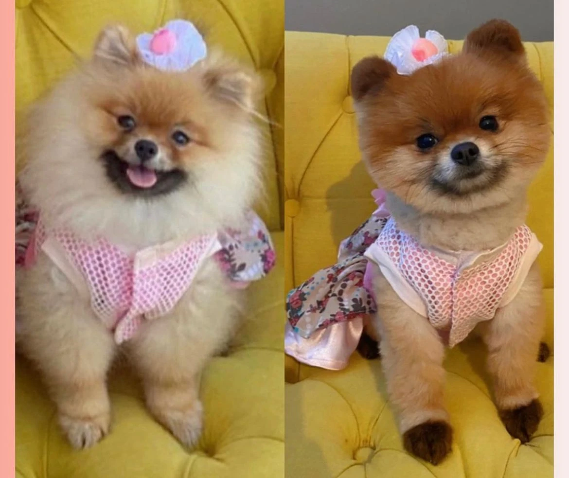 Pomeranian dostumuz Aycan 2 yaşında oldu