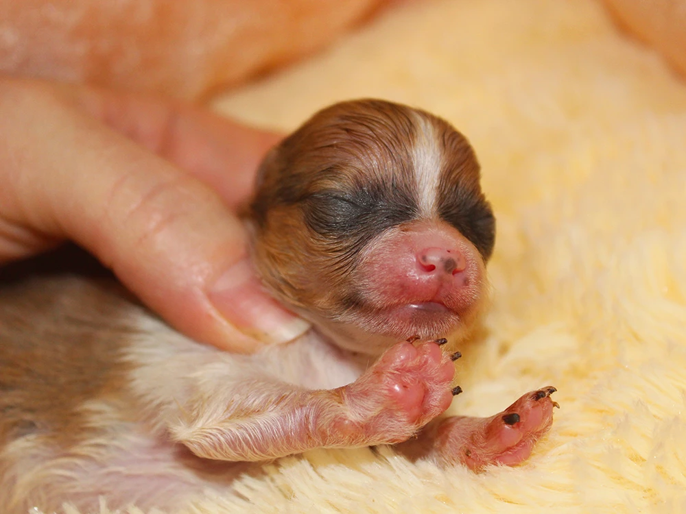 Pomeranian elit yavrularımız dünyaya geldi