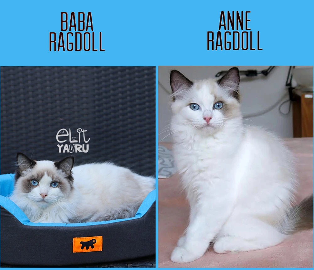 Ragdoll elit yavrularımız dünyaya geldiler :)