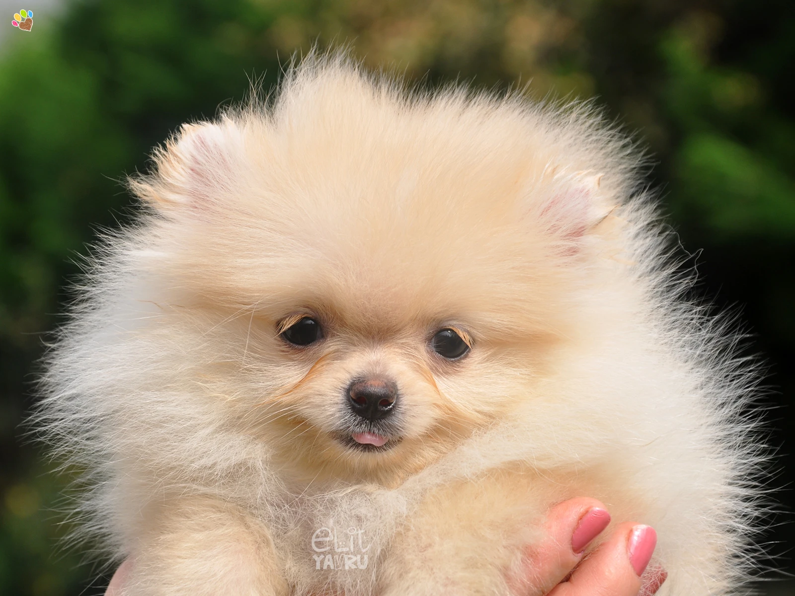 Teacup Pomeranian Boo yavrusu Polya