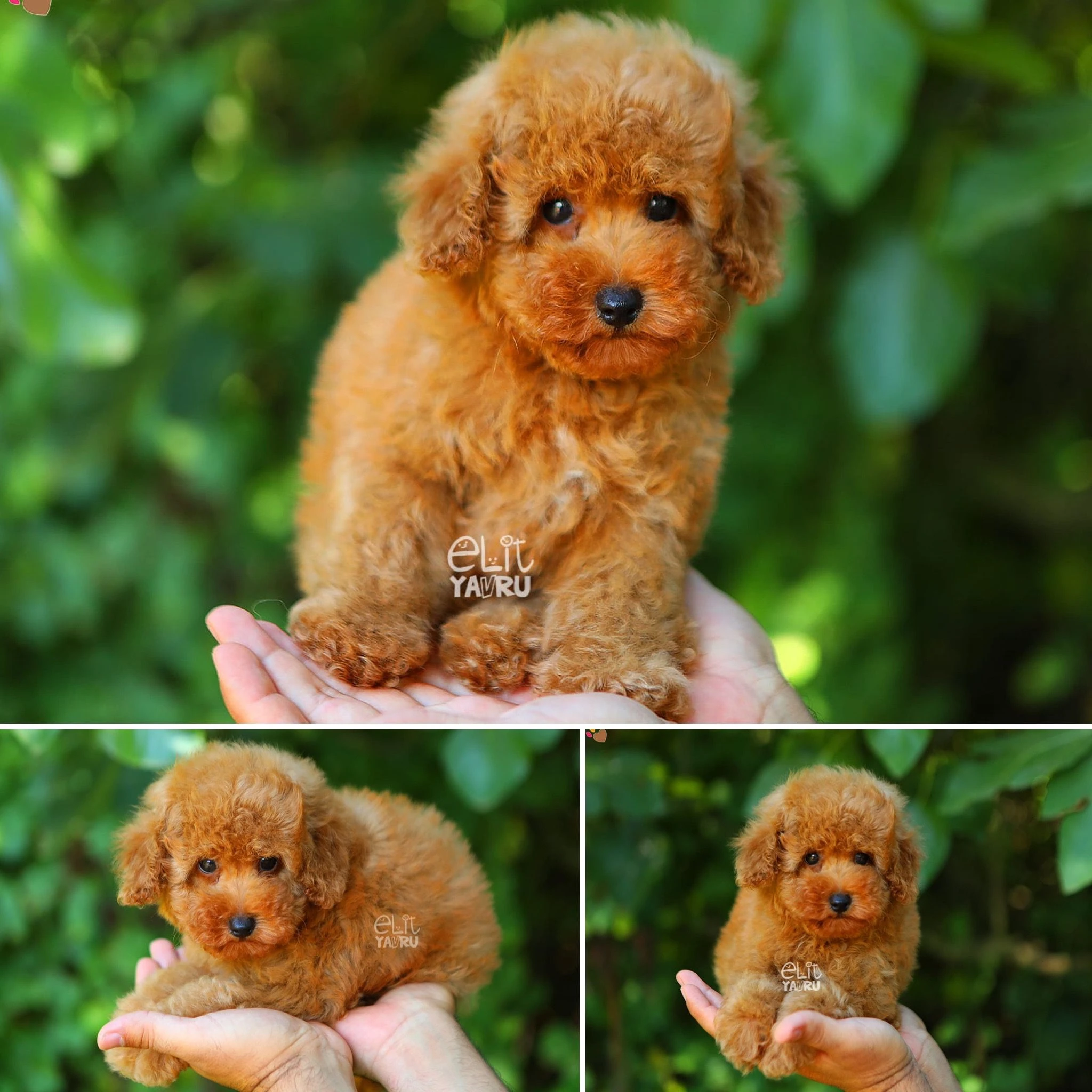 Teacup Poodle yavrumuz Philip