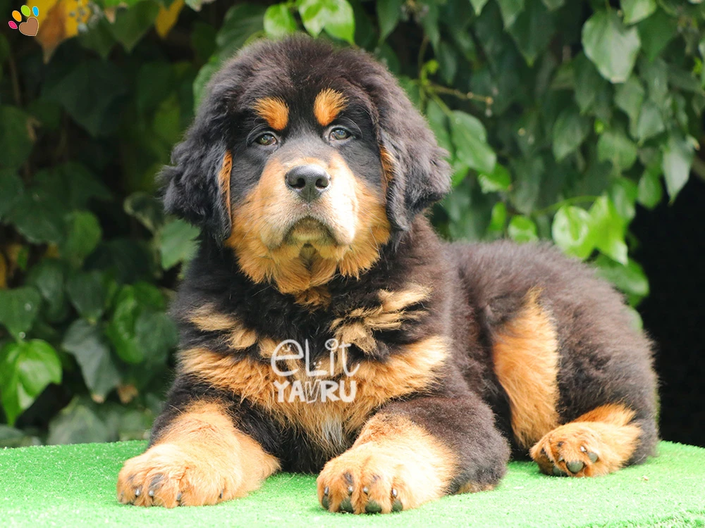 Tibet Mastiff ırkı elit yavrularımız sizleri bekliyor