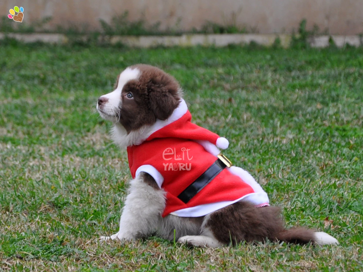 Zeka seviyesi yüksek Border Collie yavrumuz