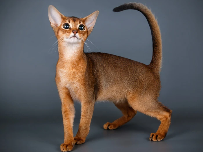 Abyssinian