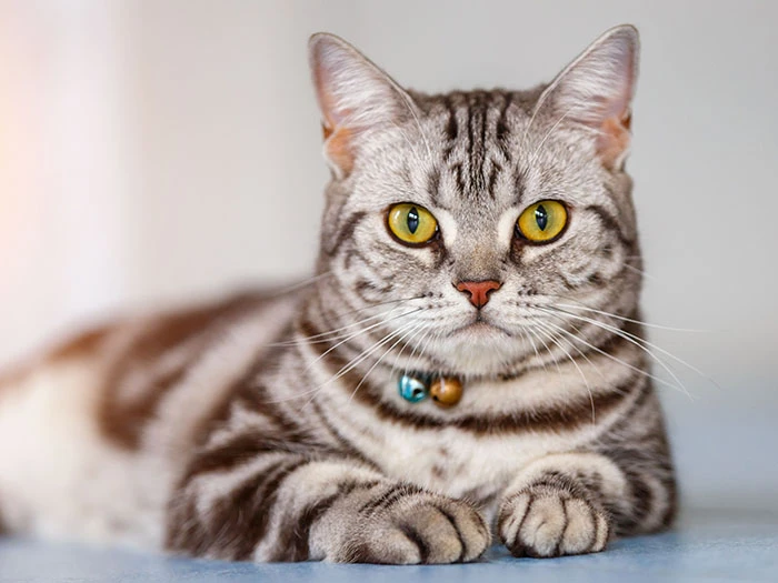 American Shorthair görseli 2