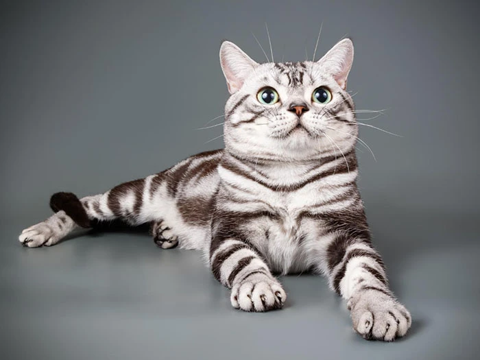 American Shorthair görseli 1