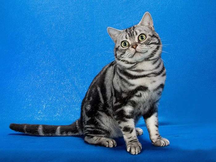 American Shorthair görseli 4