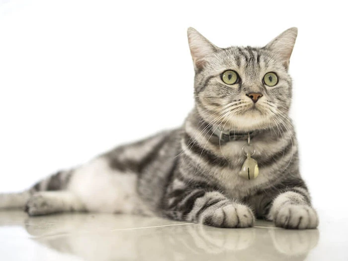 American Shorthair görseli 5