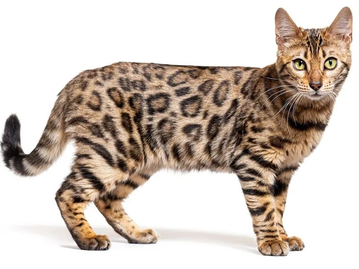 Bengal görseli 5