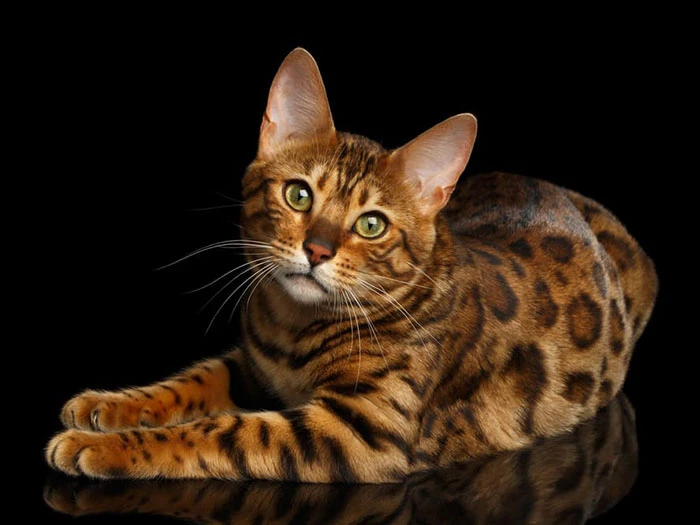 Bengal görseli 1