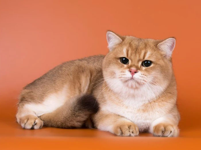 British Shorthair görseli 3