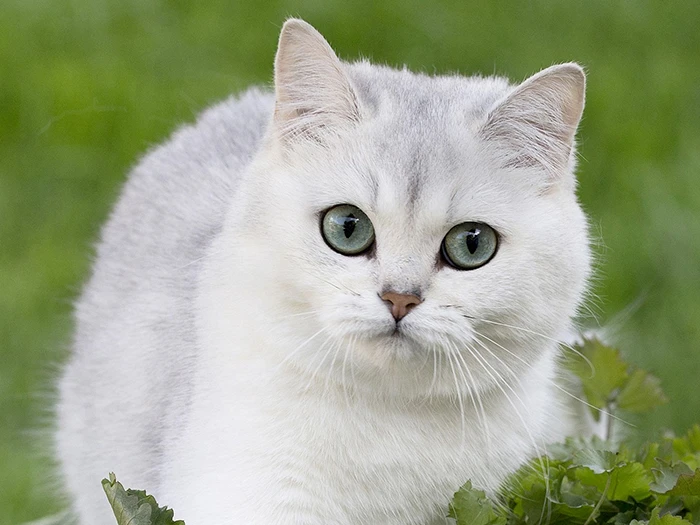 British Shorthair görseli 6