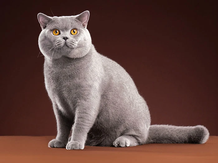 British Shorthair görseli 1