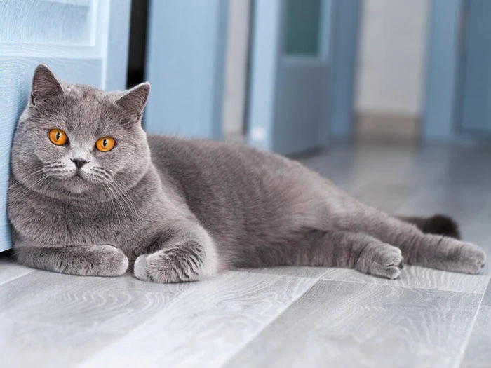 British Shorthair görseli 5