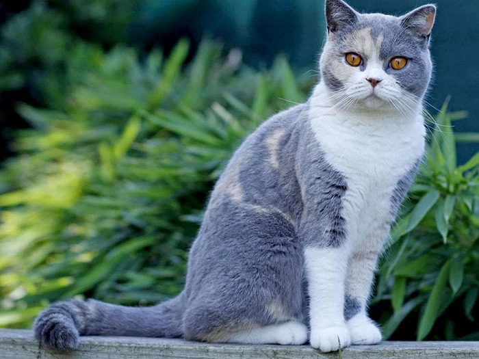 British Shorthair görseli 4