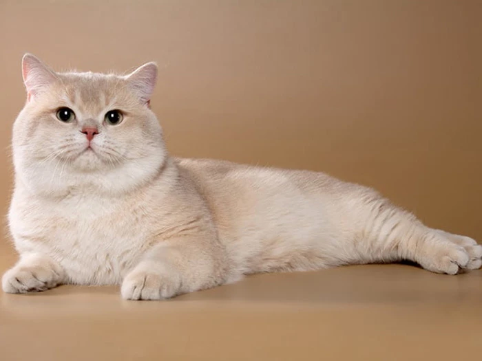 British Shorthair görseli 7