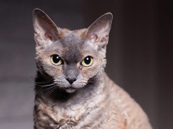 Devon Rex görseli 2