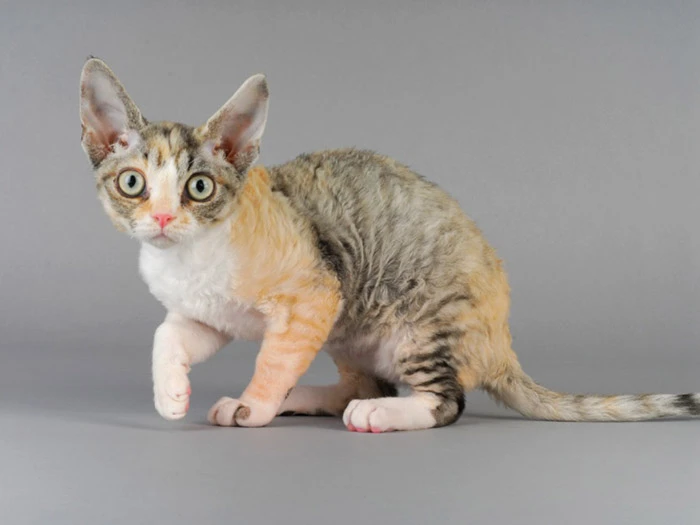 Devon Rex görseli 3