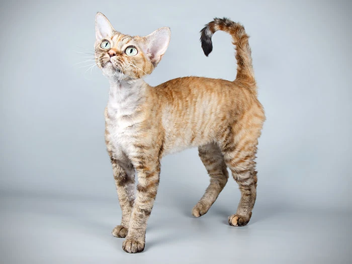 Devon Rex görseli 4